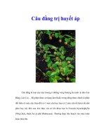 Tài liệu Câu đằng trị huyết áp pptx