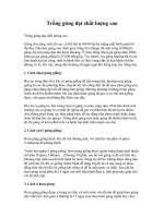 Tài liệu Trồng gừng đạt chất lượng cao ppt