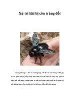 Tài liệu Xử trí khi bị côn trùng đốt ppt