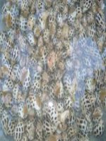 Tài liệu Cách nuôi ốc hương thương phẩm pptx