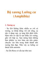Tài liệu Bộ xương Lưỡng cư (Amphibia) docx