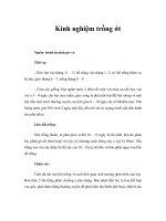 Tài liệu Kinh nghiệm trồng ớt docx