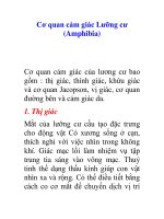 Tài liệu Cơ quan cảm giác Lưỡng cư (Amphibia) ppt