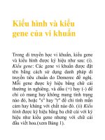 Tài liệu Kiểu hình và kiểu gene của vi khuẩn pptx