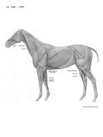 Tài liệu Figure Drawing - Veins ppt