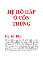 Tài liệu hệ hô hấp ở côn trùng ppt