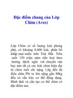 Tài liệu Đặc điểm chung của Lớp Chim (Aves) ppt