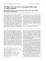 Báo cáo khoa học: The catalytic role of the distal site asparagine-histidine couple in catalase-peroxidases potx