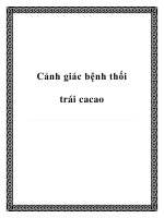 Cảnh giác bệnh thối trái cacao potx