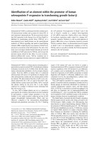 Báo cáo y học: Identiﬁcation of an element within the promoter of human selenoprotein P responsive to transforming growth factor-b ppt