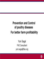 Prevention and Control of poultry diseases For better farm profitability pptx