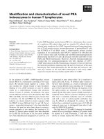 Báo cáo khoa học: Identiﬁcation and characterization of novel PKA holoenzymes in human T lymphocytes pdf