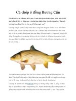 Cá chép ở đồng Bương Cấn pot