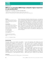 Báo cáo khoa học: RNF13: an emerging RING ﬁnger ubiquitin ligase important in cell proliferation pptx
