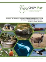 EFFECTS OF POLLUTANTS ON THE REPRODUCTIVE HEALTH OF MALE VERTEBRATE WILDLIFE - MALES UNDER THREAT potx