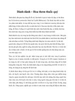 Dành dành – Hoa thơm thuốc quý pot