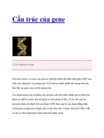 Cấu trúc của gene docx