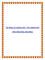 Tác dụng cây muồng trâu – Cây muồng trâu chữa thấp khớp, phù thũng doc