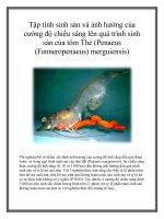 Tập tính sinh sản và ảnh hưởng của cường độ chiếu sáng lên quá trình sinh sản của tôm Thẻ (Penaeus (Fenneropenaeus) merguiensis) pot