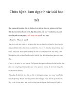 Chữa bệnh, làm đẹp từ các loài hoa Tết pot