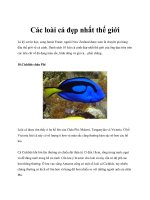 Các loài cá đẹp nhất thế giới potx