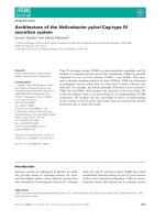 Báo cáo khoa học: Architecture of the Helicobacter pylori Cag-type IV secretion system pdf