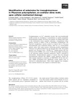 Báo cáo khoa học: Identiﬁcation of substrates for transglutaminase in Physarum polycephalum, an acellular slime mold, upon cellular mechanical damage ppt