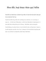 Hoa đất, loại dược thảo quý hiếm doc