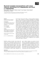 Báo cáo khoa học: Bacterial b-peptidyl aminopeptidases with unique substrate speciﬁcities for b-oligopeptides and mixed b,a-oligopeptides pptx