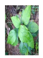 Bài thuốc trị viêm đại tràng mạn potx