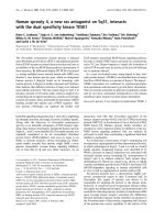Báo cáo Y học: Human sprouty 4, a new ras antagonist on 5q31, interacts with the dual speciﬁcity kinase TESK1 potx