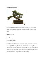 Cách phân loại bonsai pptx