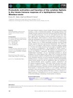Báo cáo khoa học: Proteolytic activation and function of the cytokine Spatzle in the innate immune response of a lepidopteran insect, Manduca sexta ppt