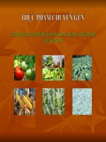 CHUYỂN GEN VÀ NHỮNG VẤN ĐỀ XOAY QUANH THỰC PHẨM CHUYỂN GEN pdf