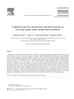 Cadmium and zinc interactions and their transfer in