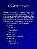 Introduction to Fermentation potx
