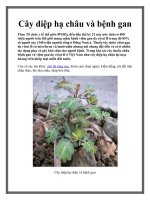 ây diệp hạ châu và bệnh gan ppt