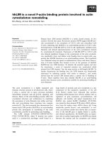 Báo cáo khoa học: hhLIM is a novel F-actin binding protein involved in actin cytoskeleton remodeling ppt