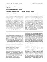 Báo cáo khóa học: Collectins Players of the innate immune system docx