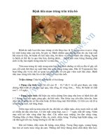 Bệnh tiên mao trùng trên trâu bò docx