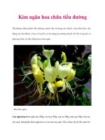 Kim ngân hoa chữa tiểu đường potx