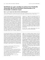 Báo cáo khóa học: Identiﬁcation of a gene encoding Lon protease from Brevibacillus thermoruber WR-249 and biochemical characterization of its thermostable recombinant enzyme pptx