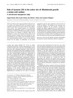 Báo cáo Y học: Role of tyrosine 238 in the active site of Rhodotorula gracilis D-amino acid oxidase A site-directed mutagenesis study docx