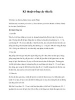 Kỹ thuật trồng cây thìa là pdf