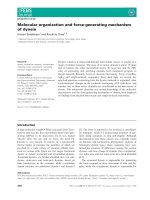 Báo cáo khoa học: Molecular organization and force-generating mechanism of dynein pot