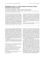 Báo cáo khoa học: Identiﬁcation of NF1 as a silencer protein of the human adenine nucleotide translocase-2 gene pptx