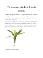 Tác dụng của cây thuốc Labisia pumila pot