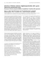 Báo cáo Y học: Selection of effective antisense oligodeoxynucleotides with a green ﬂuorescent protein-based assay Discovery of selective and potent inhibitors of glutathione S-transferase Mu expression doc