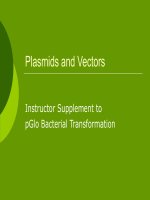 plasmids and vectors - Instructor Supplement to pGlo Bacterial Transformation 