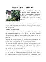 Giải pháp tái canh cà phê potx